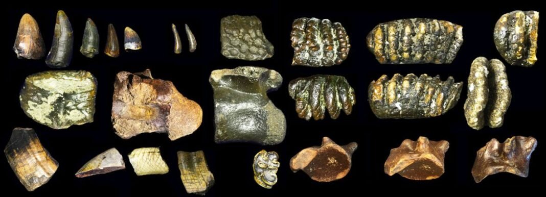 Fosil Homo Erectus Berusia 140.000 Tahun Ditemukan Di Dasar Laut Selat Madura