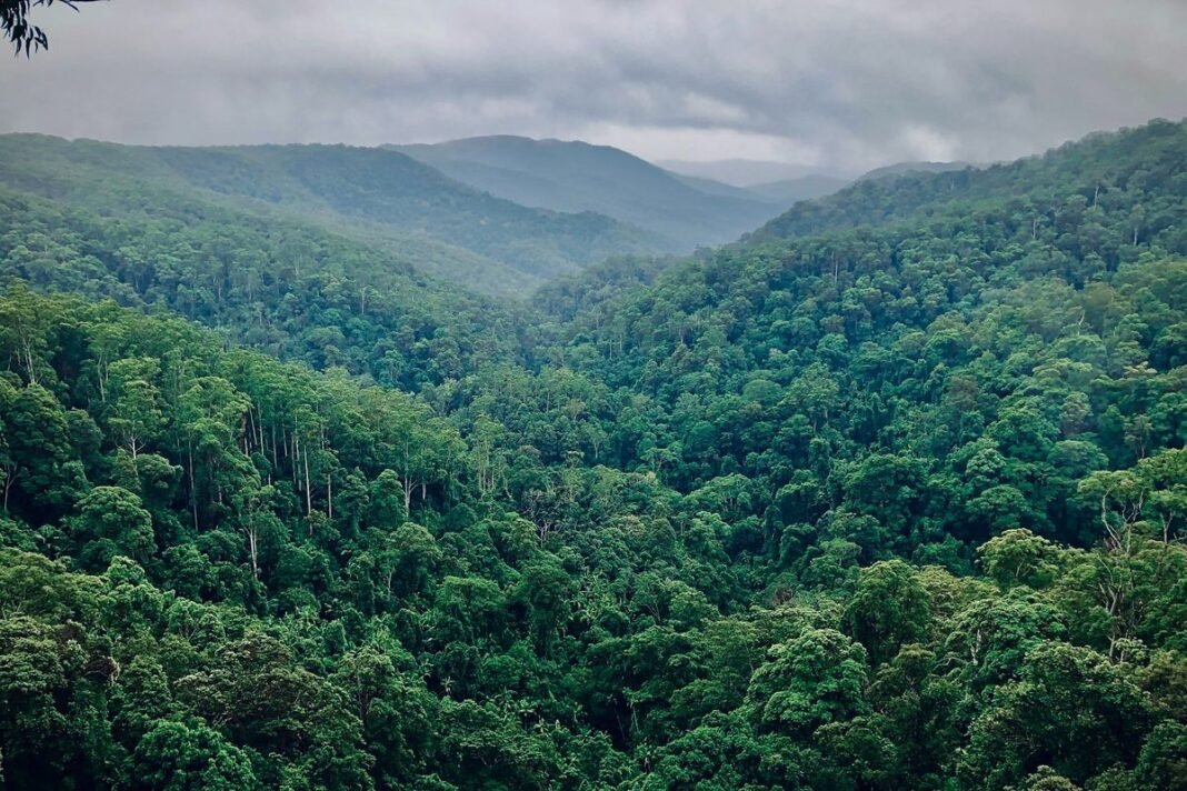 Konservasi Hutan