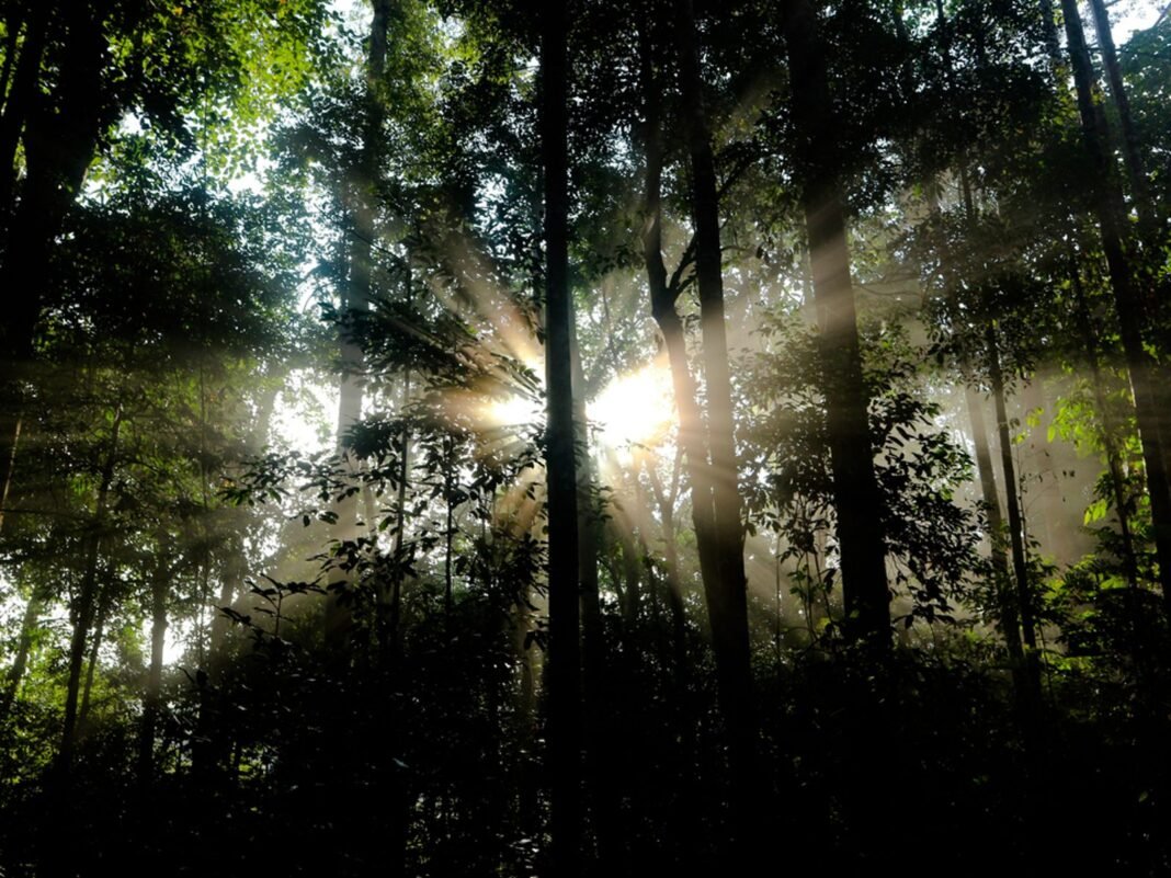 Pengelolaan Hutan Produksi Berkelanjutan