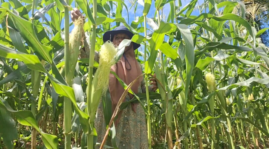 Langkah Praktis Mengatur Jarak Tanam Jagung Manis